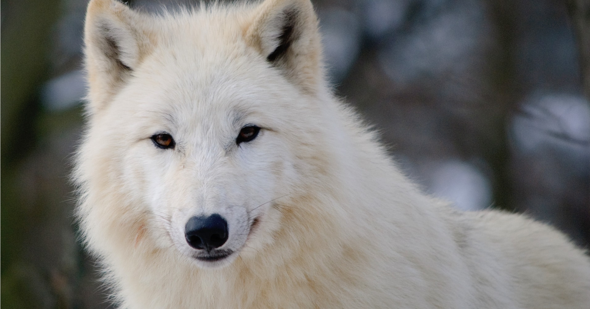 Unleash Your Inner Wolf: Discover Your True Spirit Color