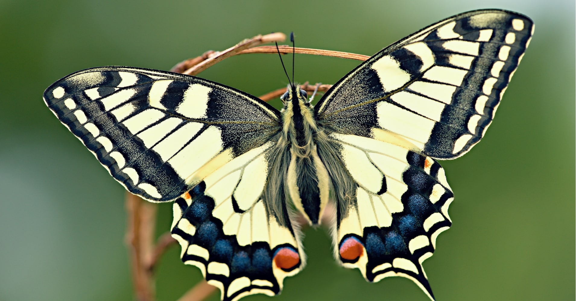 What Bug Are You? Take This Quiz to Find Out!